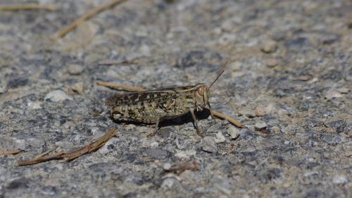 Calliptamus sp.